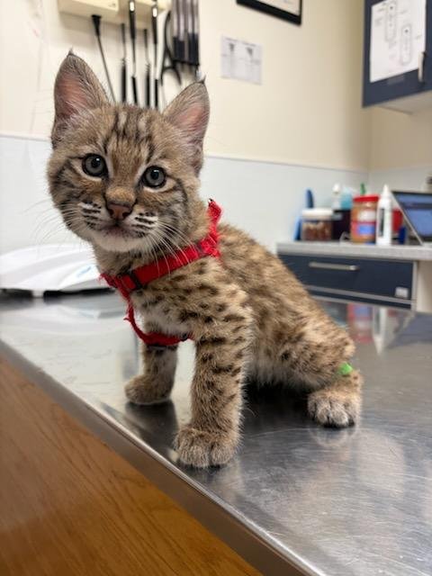 A small bobcat kitten with a red harness is sitting on a stainless steel counter in a veterinary clinic.
