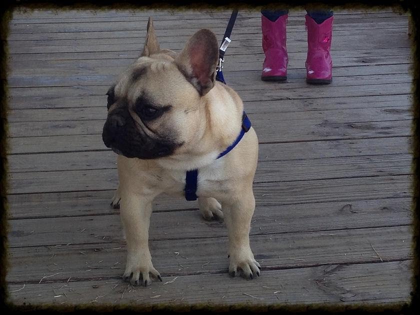 French Bulldog Portrait