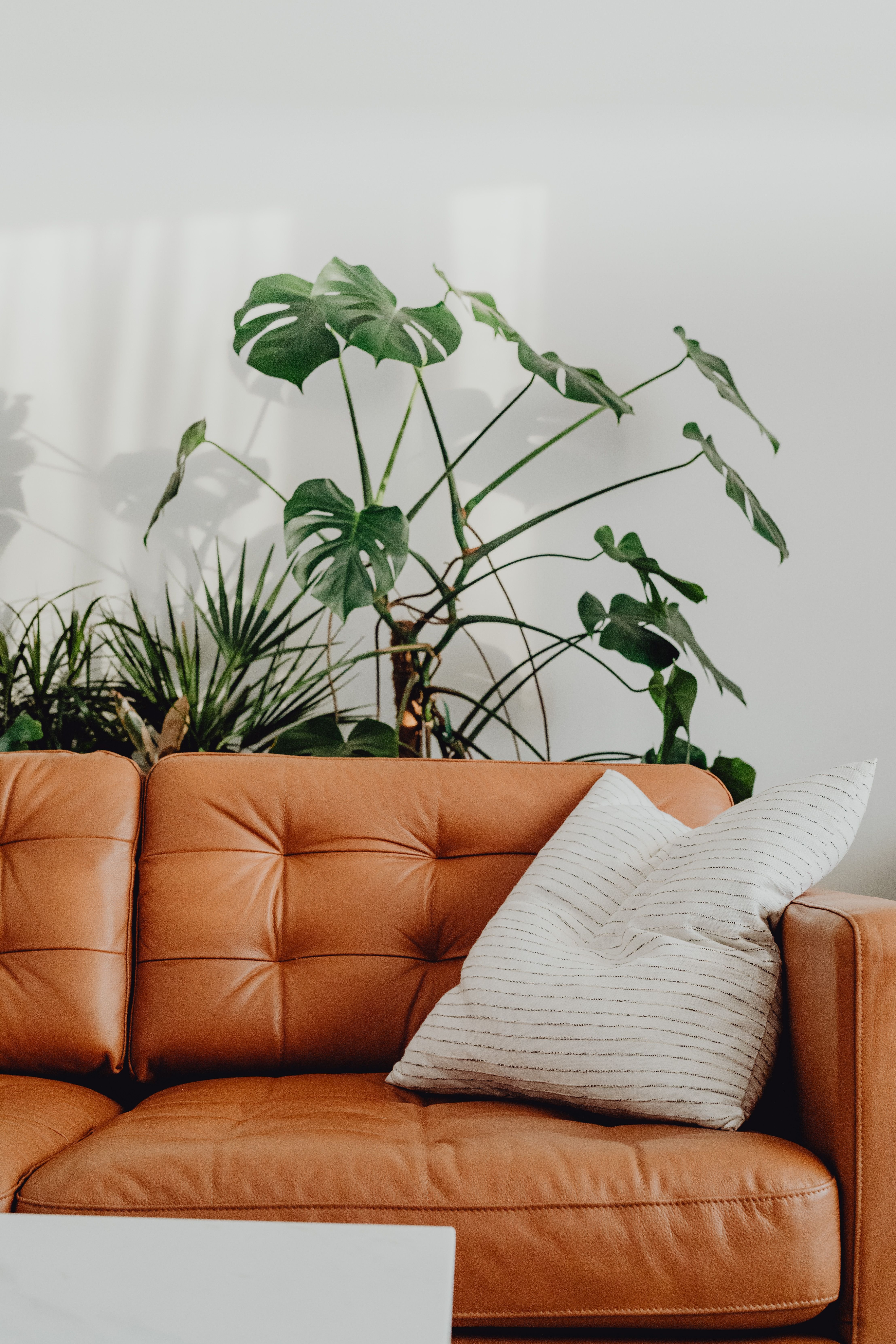 A brown leather couch with a white pillow and a large green plant in the background.