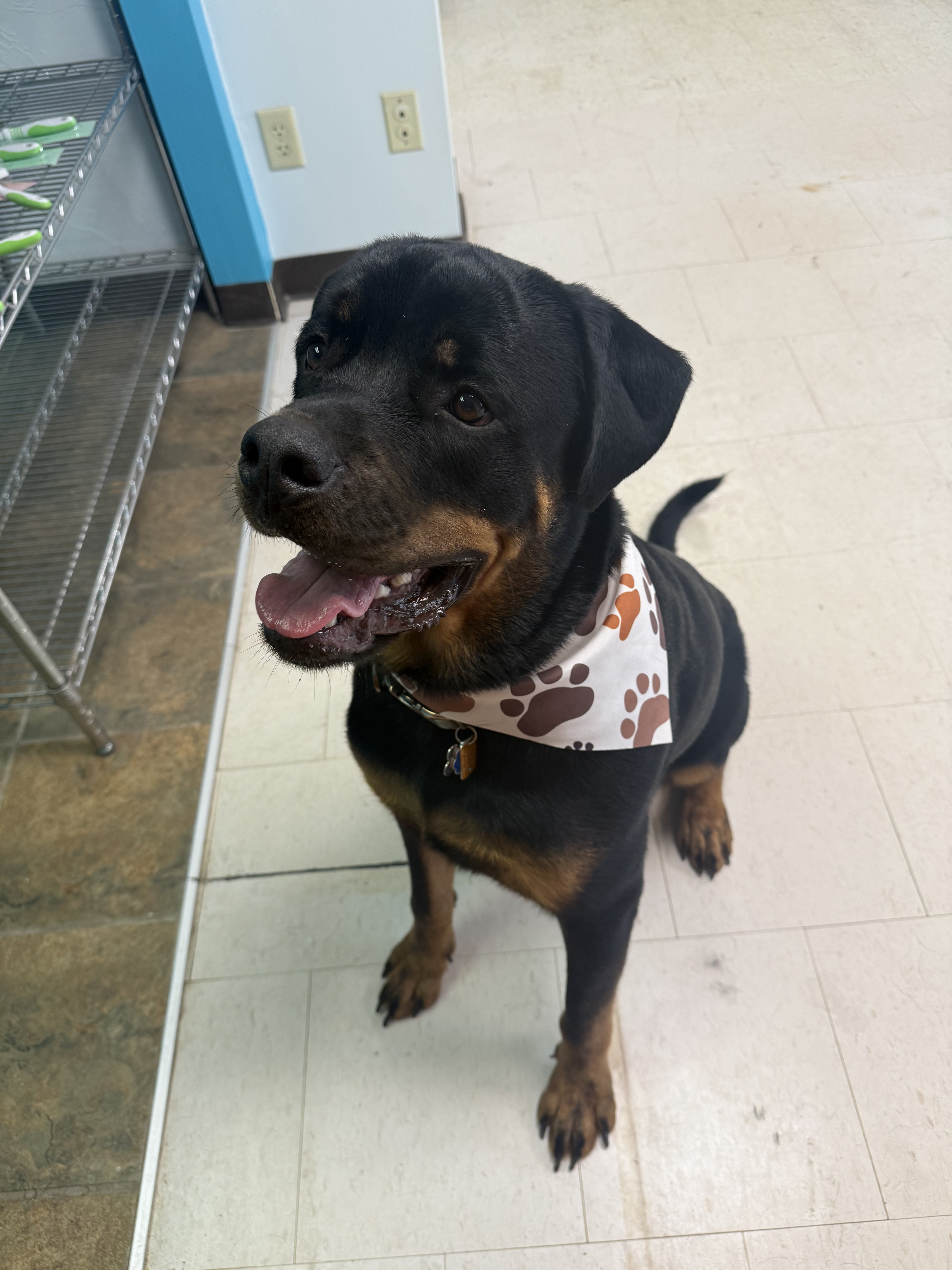 A black and brown Rottweiler with a paw print bandana sits on a tiled floor.