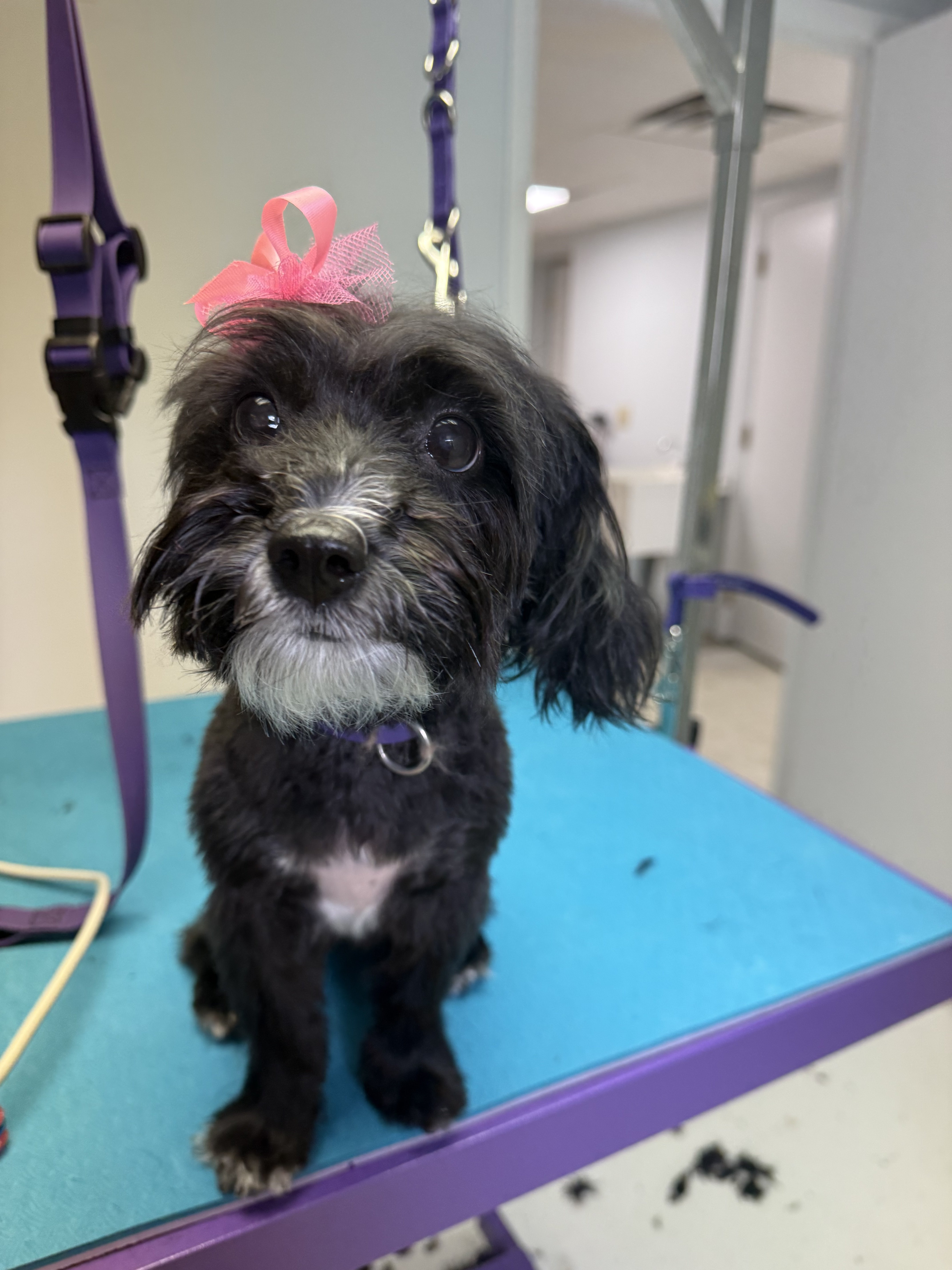 A small black and white dog with a pink bow on its head is sitting on a grooming table.