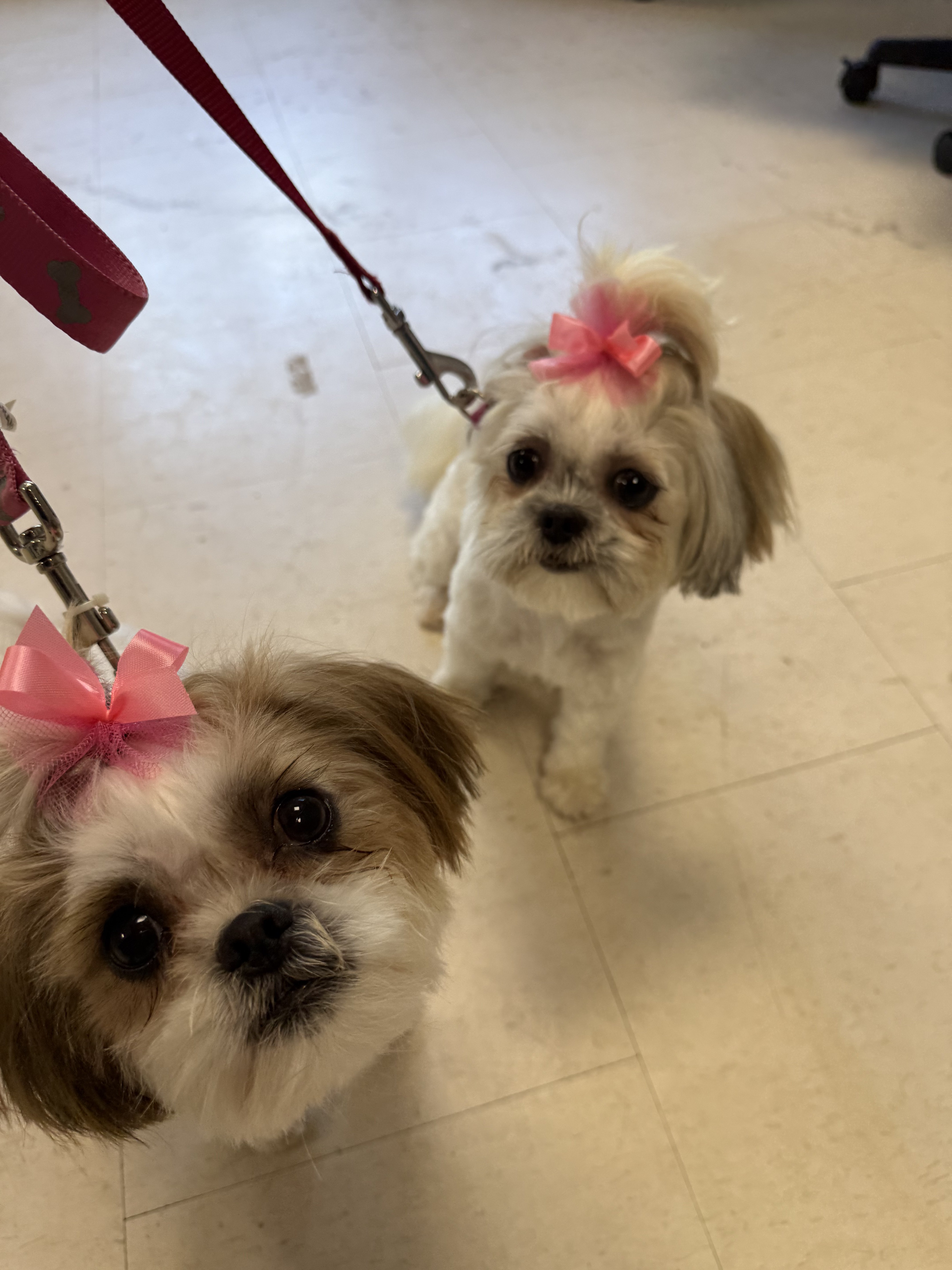 Two small dogs with pink bows on their heads are standing on a tiled floor.