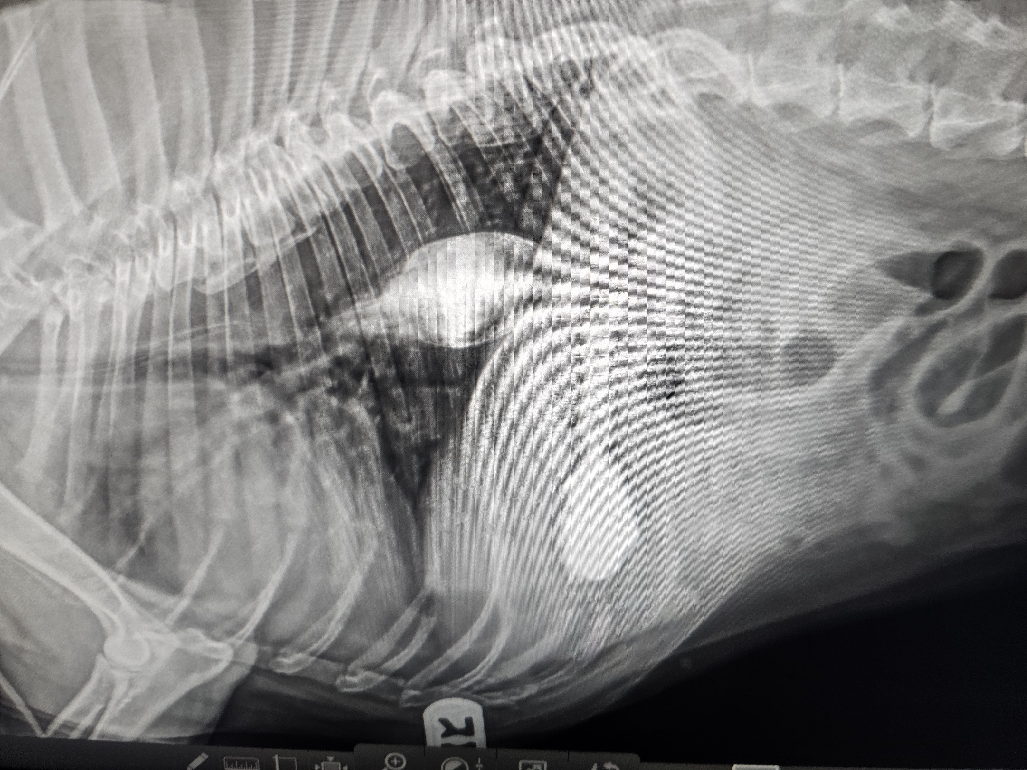 X-ray image showing a hiatal hernia in a dog's chest cavity