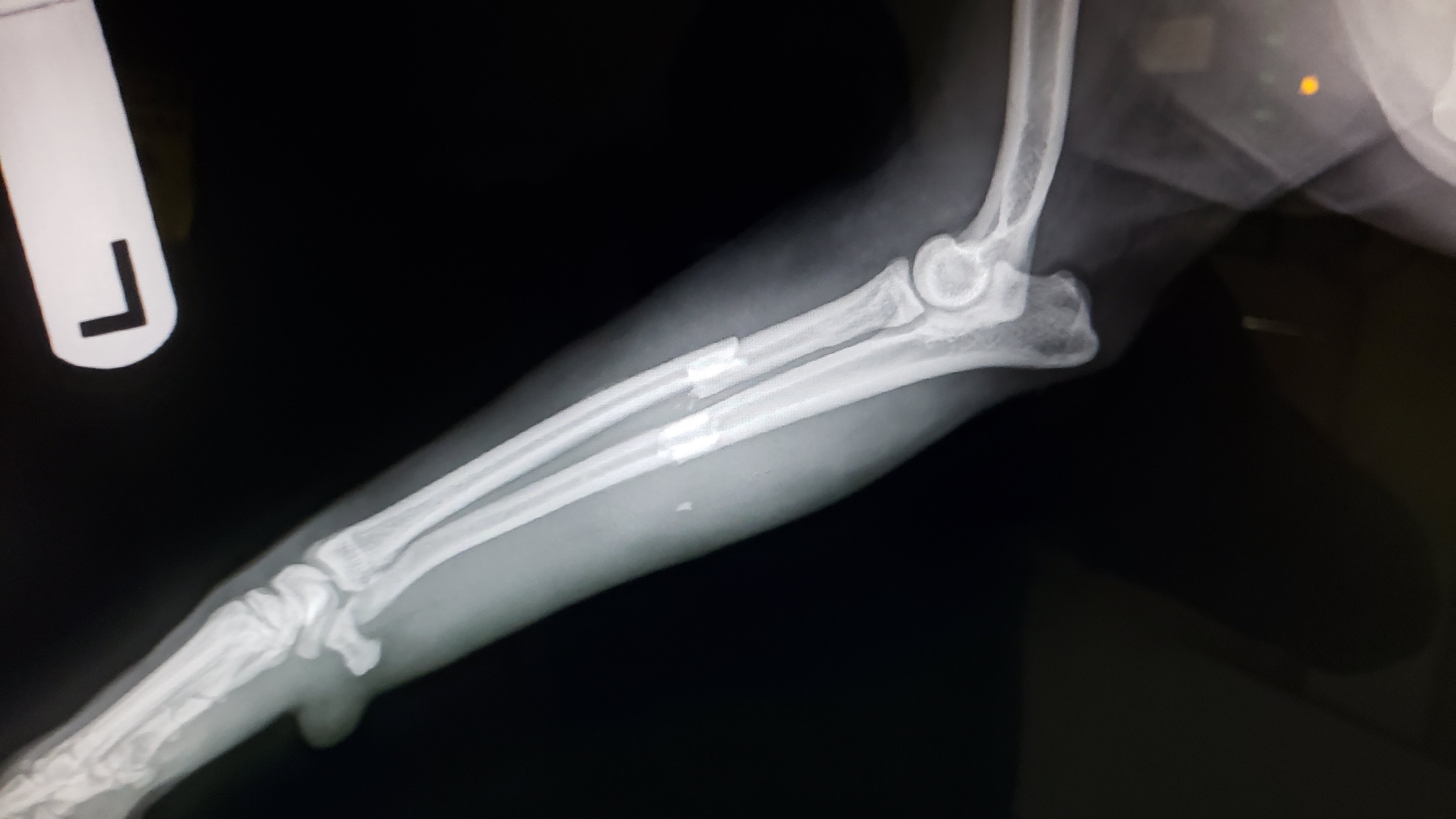 X-ray image of a dog's leg showing a fracture in the femur bone