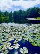 A serene lake with water lilies at Lake Ariel, Pennsylvania