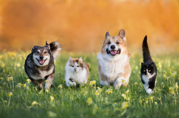 Four pets, two dogs and two cats, running in a field with yellow flowers