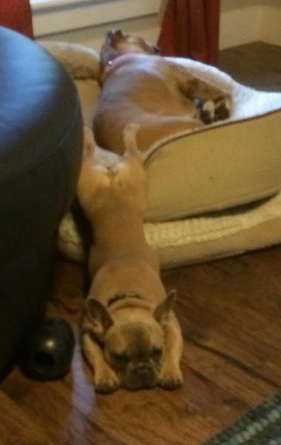 French Bulldog Portrait