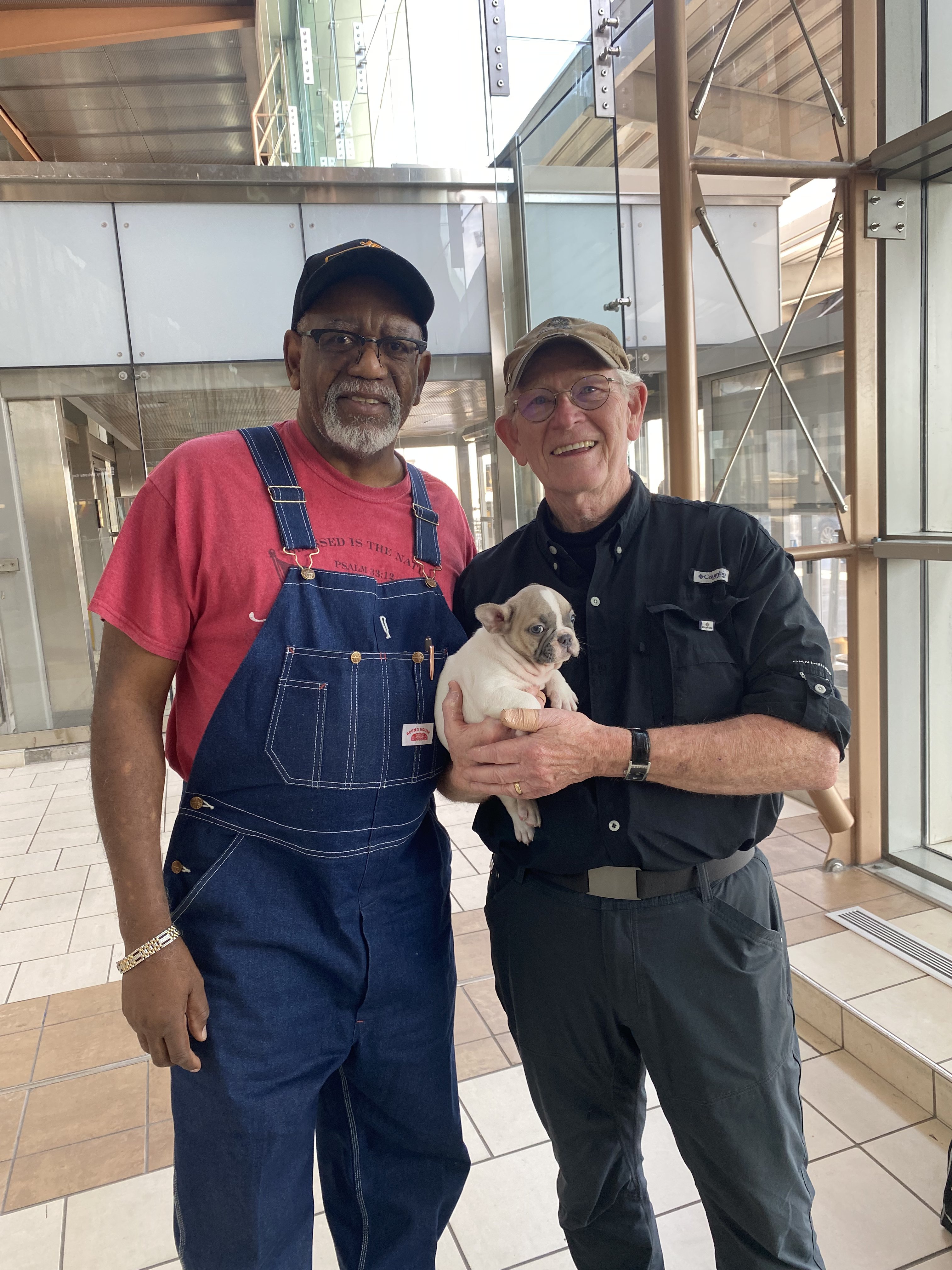 Professional dog breeder with French Bulldogs
